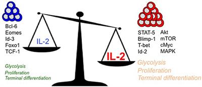 Regulation of Effector and Memory CD8 T Cell Differentiation by IL-2—A Balancing Act